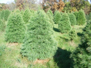 White Pine (Pinus strobes)
